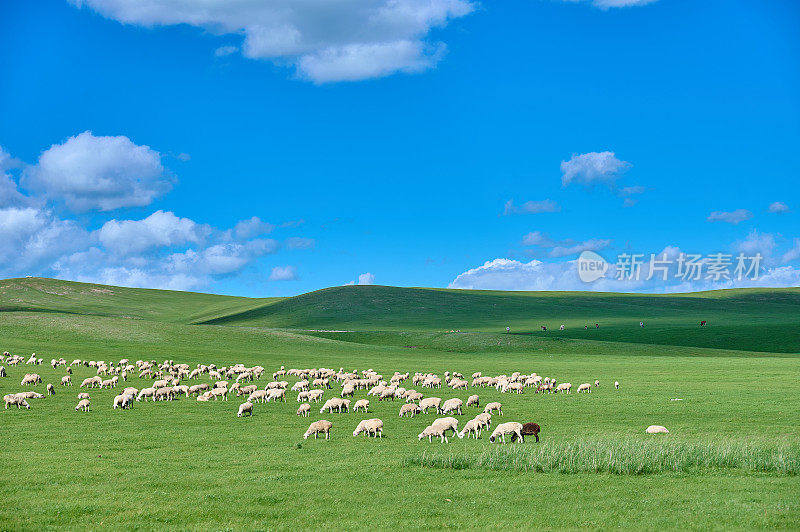 呼伦贝尔草原是内蒙古牧区