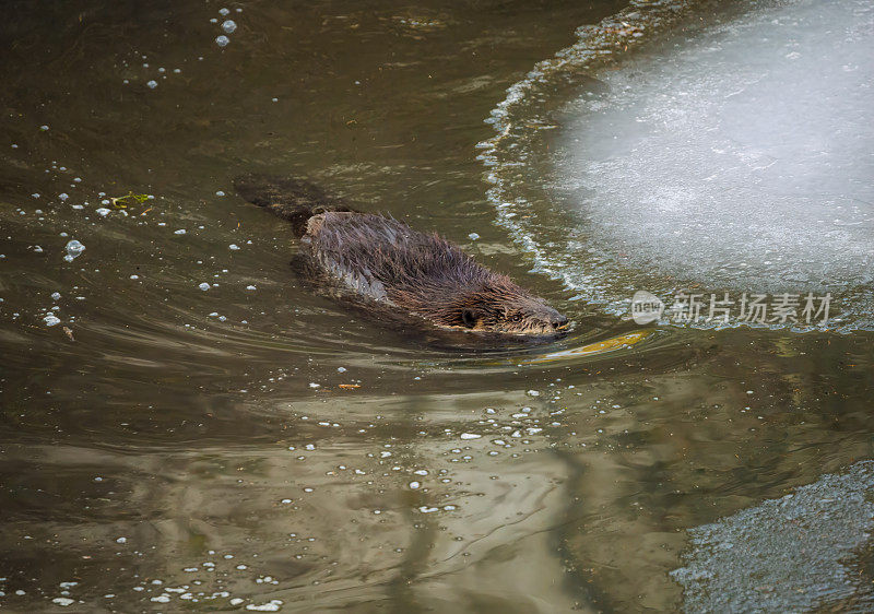 在俄勒冈州西部湿地池塘的冰面附近游泳的海狸