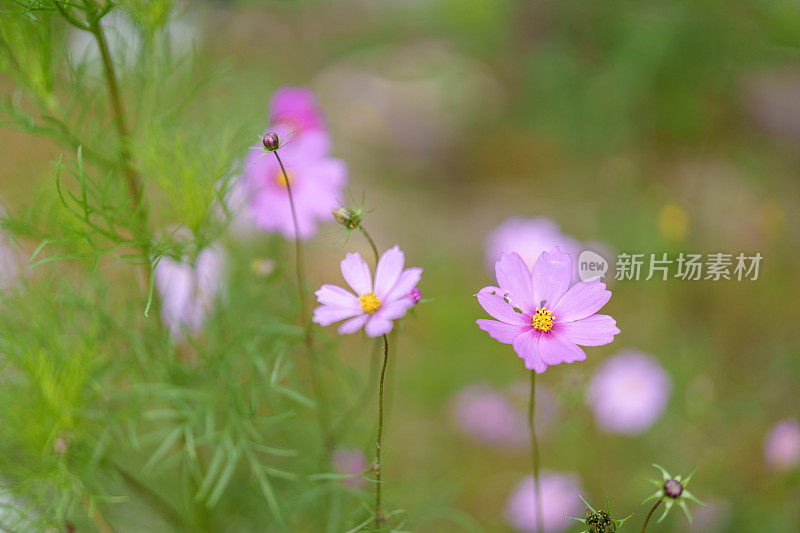 宇宙花田