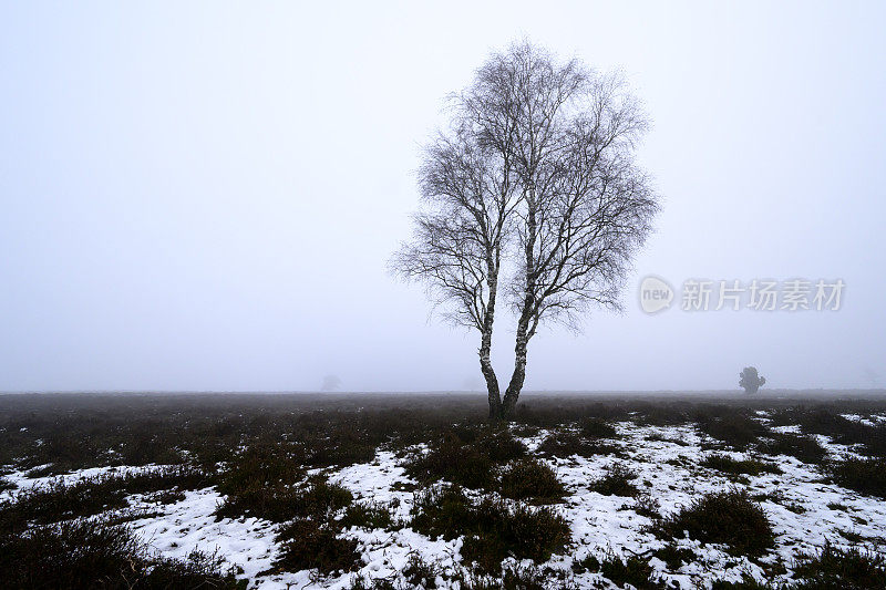 在一个寒冷的冬天早晨，多雾的荒野上的一棵桦树