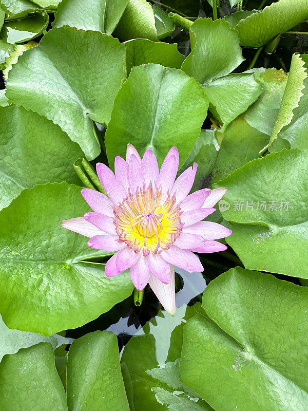 单朵粉红色睡莲被漂浮在水上花园池塘水面上的绿色睡莲叶子包围的全画幅图像，高架视图