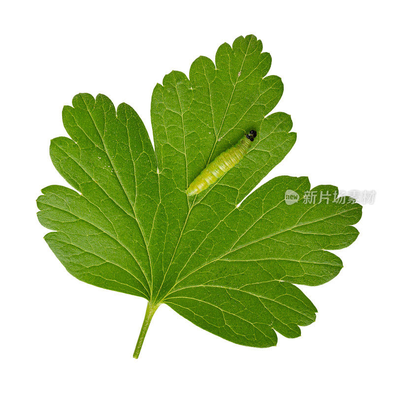 绿毛虫，黑头在醋栗叶上，孤立在白色上。醋栗锯蝇，是醋栗和醋栗的害虫。