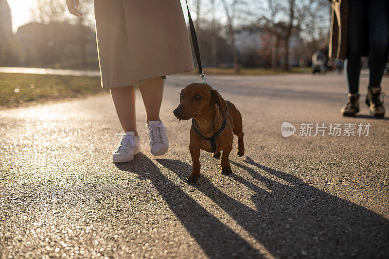 在户外遛狗的女人