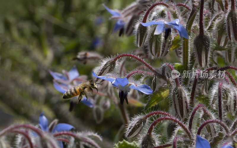 蜜蜂飞向琉璃苣花