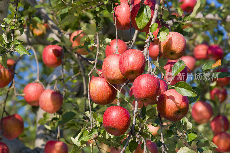 果园里的红苹果树。日本青森县广崎