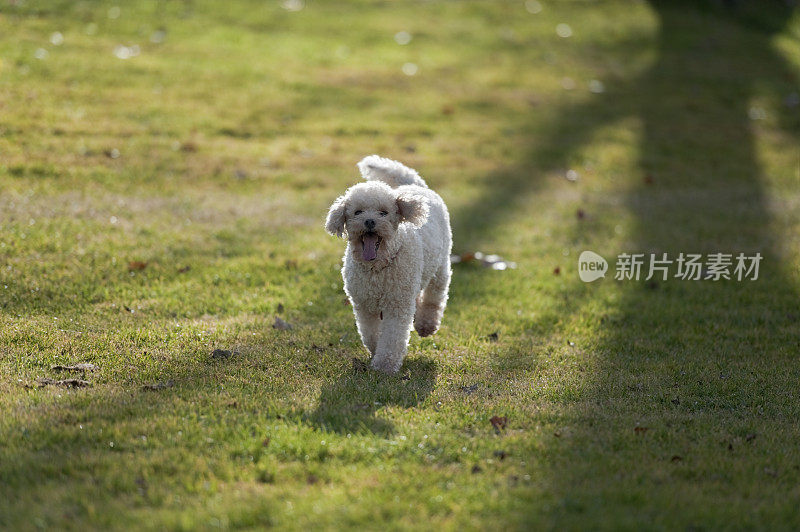 贵宾犬年轻快乐