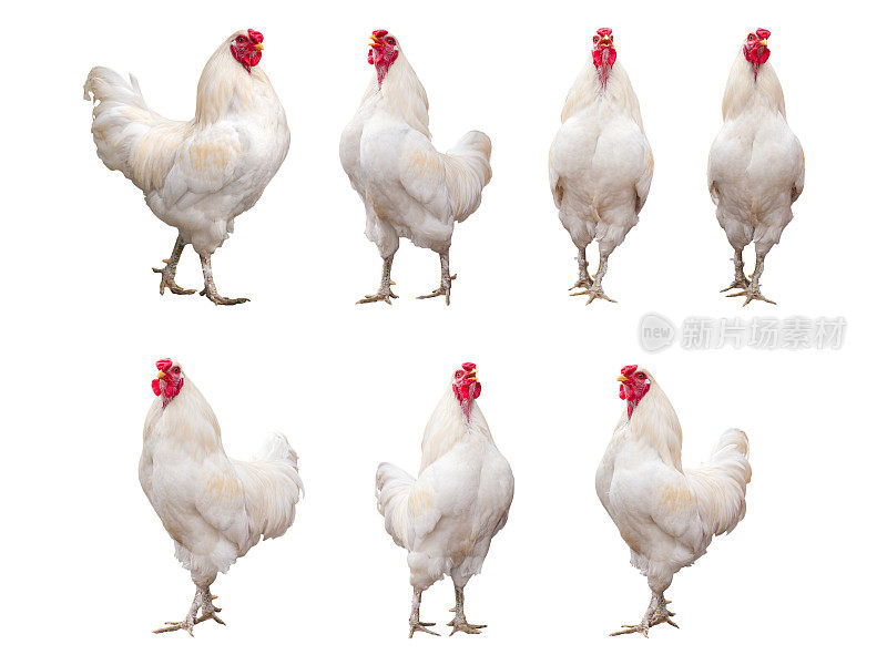白色公鸡，公鸡或鸡孤立在白色背景