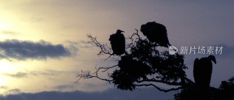 秃鹫在日落时分