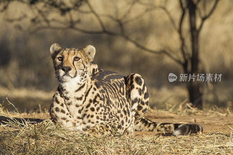 南非罕见的雌王猎豹