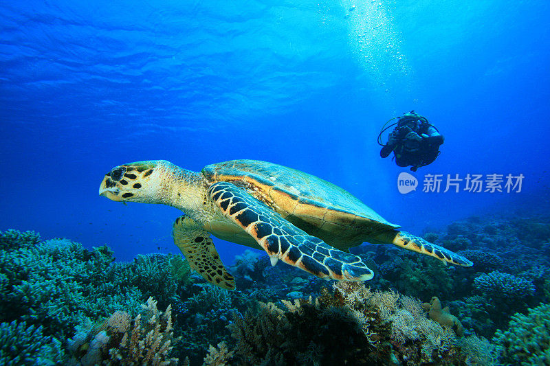 潜水员在海洋中拍摄玳瑁海龟