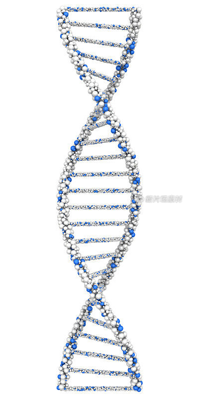 结合在白色的DNA分子的一条链上