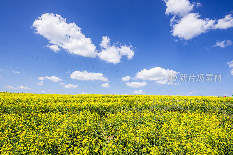 蓝天下黄油菜田