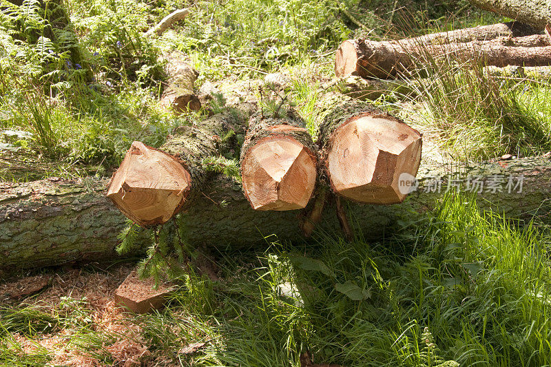 森林里新砍伐的木材