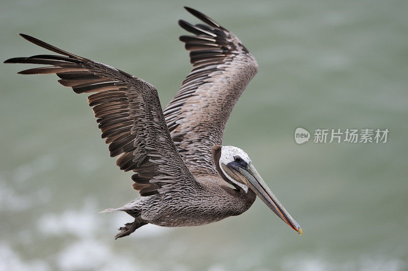 鹈鹕飞过海洋