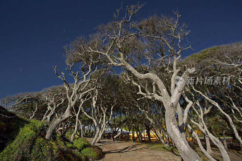 夜晚月光照耀下的树木可以达到星星的高度