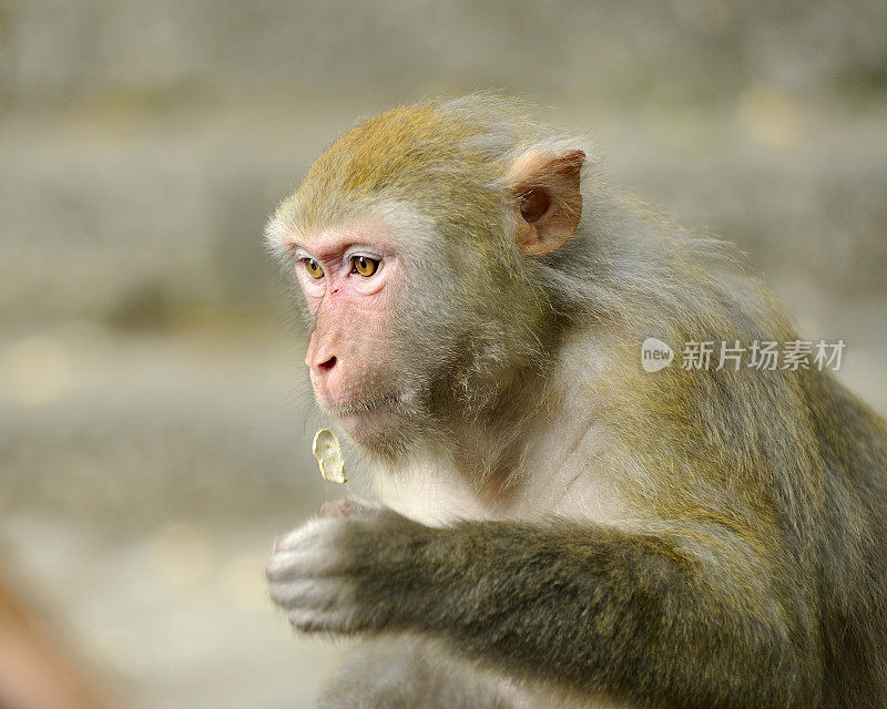 猴子吃花生