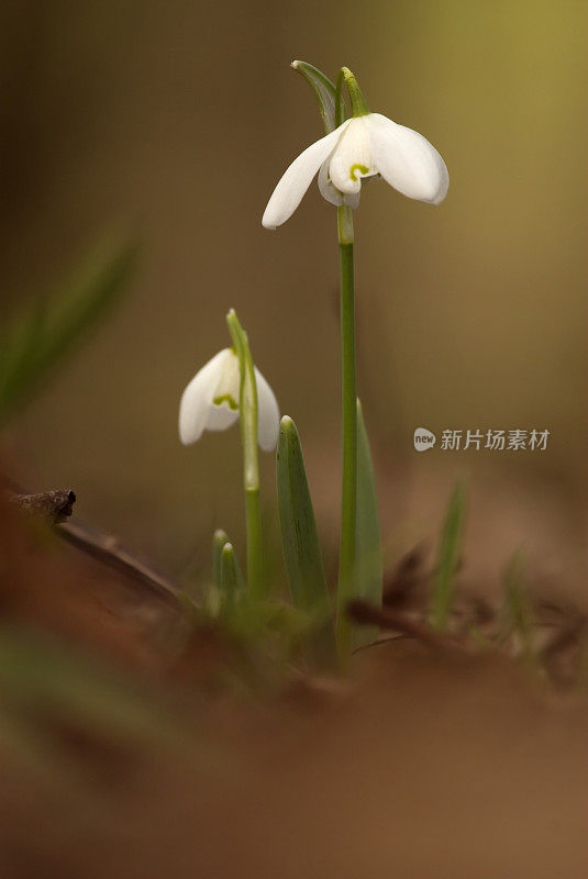 雪花莲