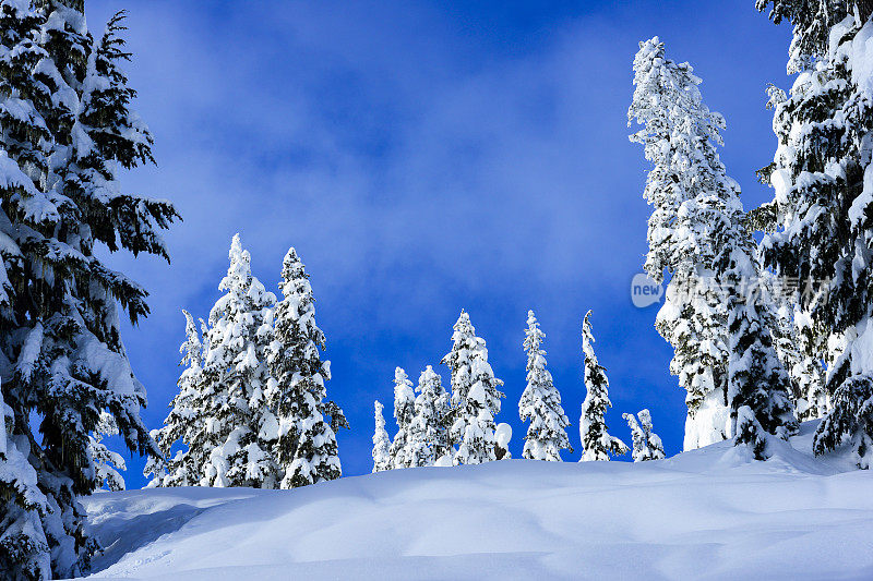 雪树