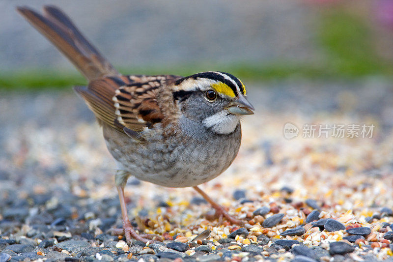 White-throated麻雀