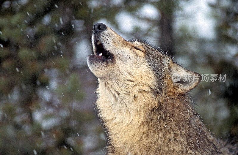 灰狼在雪林里嚎叫
