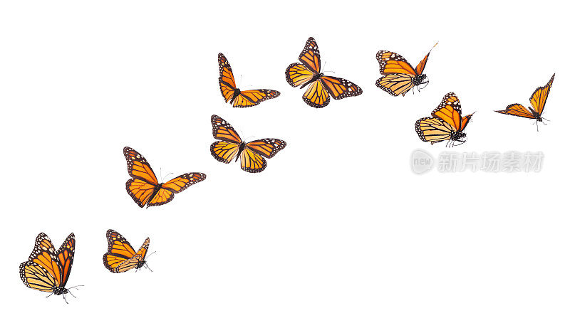黑脉金斑蝶在不同的飞行位置孤立在白色上
