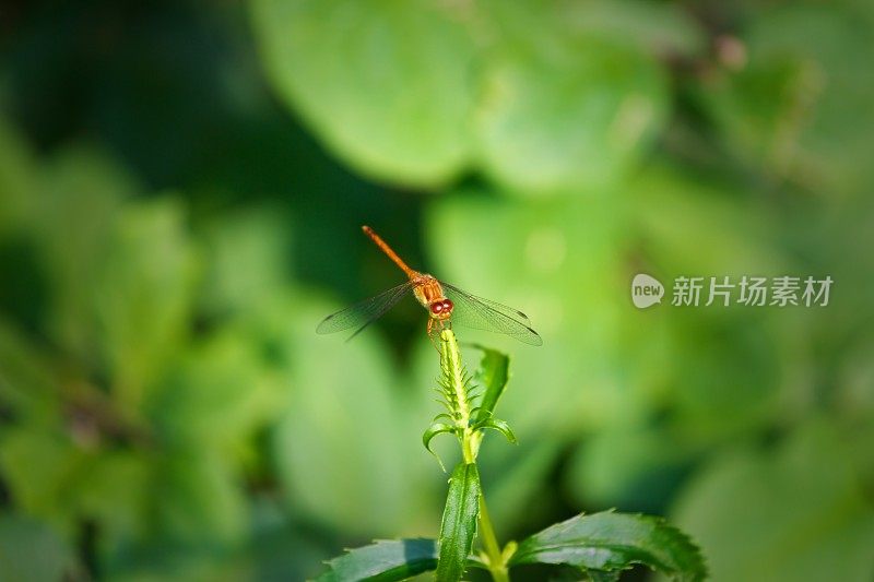 龙飞翔