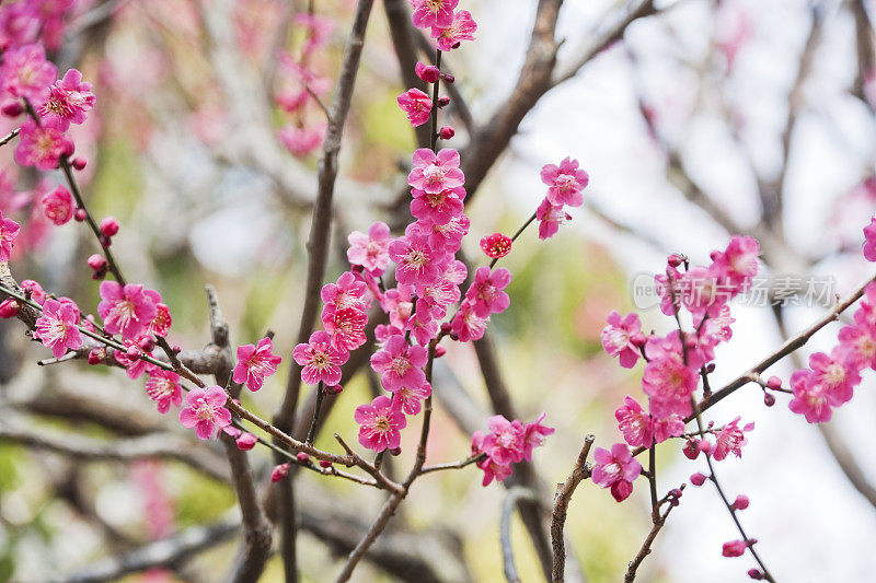 梅花