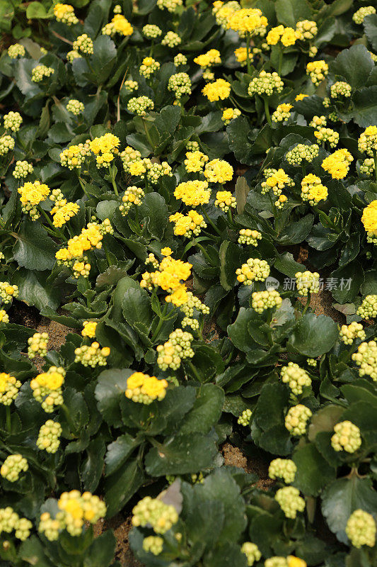 黄花植物全帧拍摄