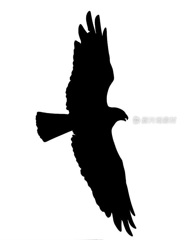 翱翔的鹰的剪影与剪影的路径