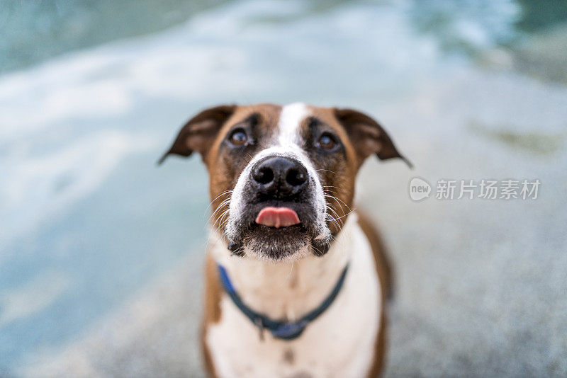 斗牛犬犬