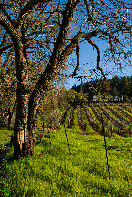 加州卡利斯托加纳帕谷附近的葡萄园，光秃秃的橡树在休眠