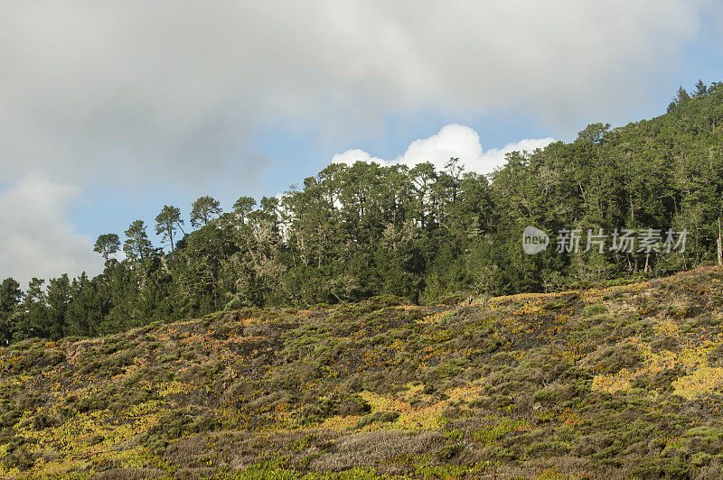 加州海岸山坡与森林的背景