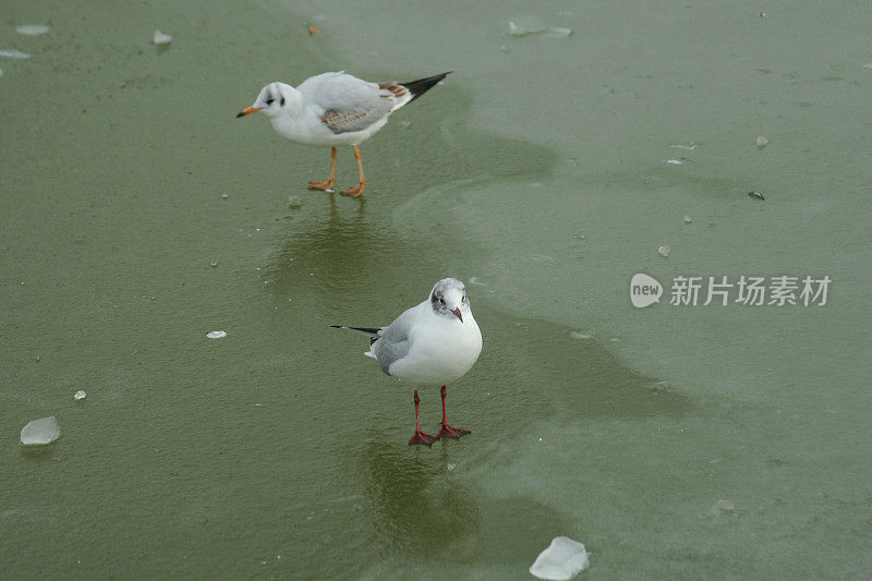 城市海鸥在冰面上