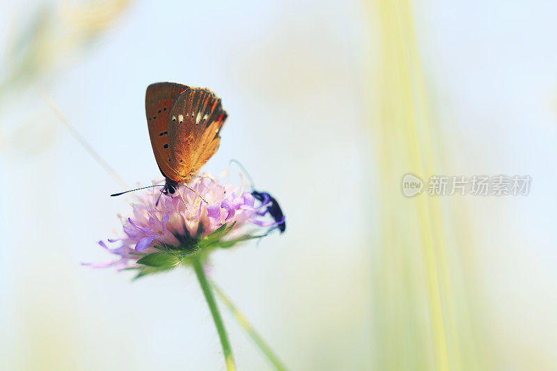 草地上花上的蝴蝶