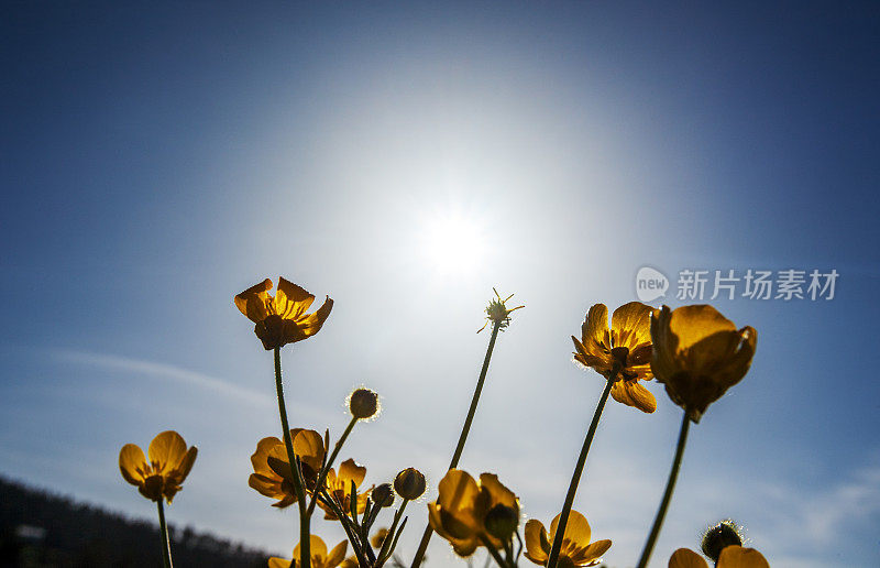 阳光通过鲜花