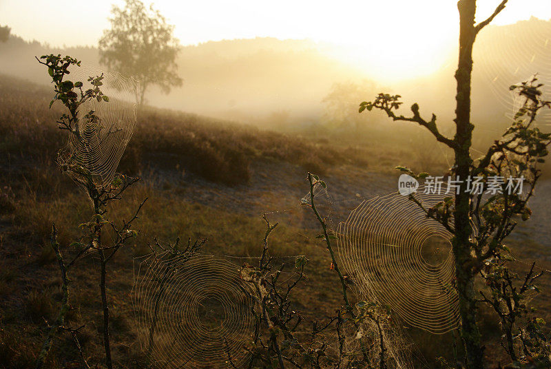 田野上有雾的早晨