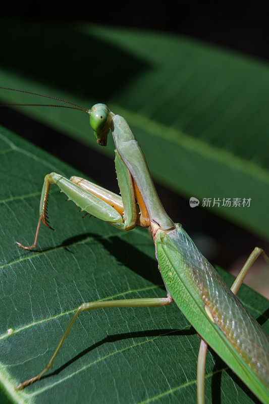 螳螂的宗教