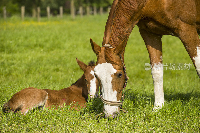 春天牧场上的母马和小马驹