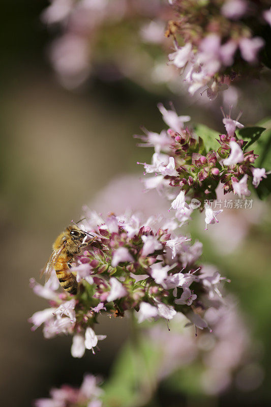 一只蜜蜂在马郁兰花上工作