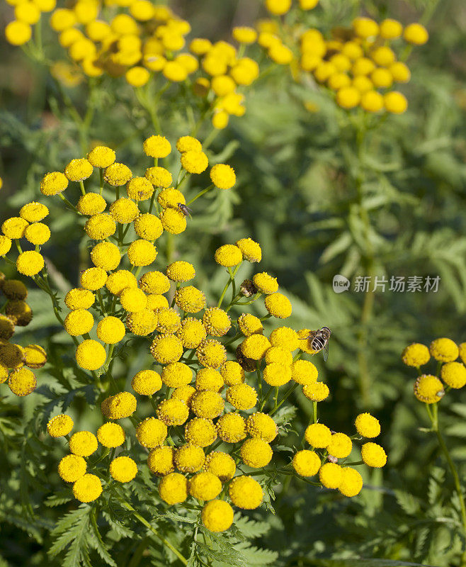 艾菊(Tanacetum)