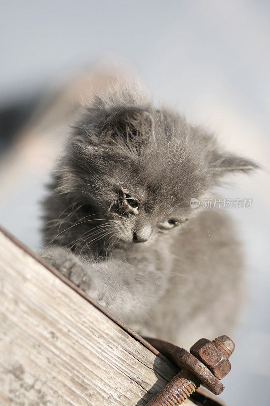 流浪猫幼崽