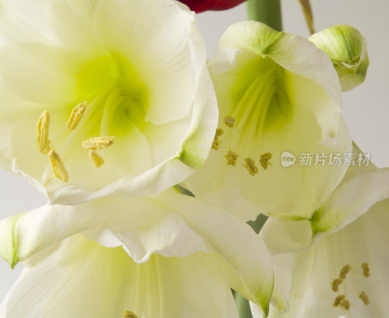 孤挺花(Hippeastrum)白色