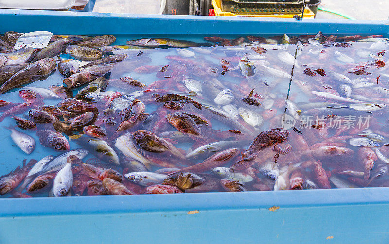 比利时市场码头-鲜鱼群