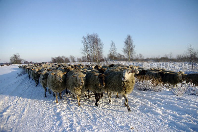 冬天的羊群