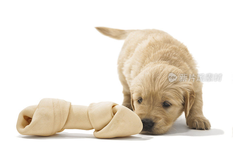 金毛寻回犬幼崽发现一根生牛皮骨头