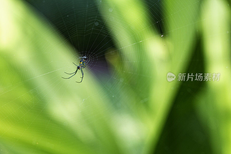 果园里的蜘蛛在织网。