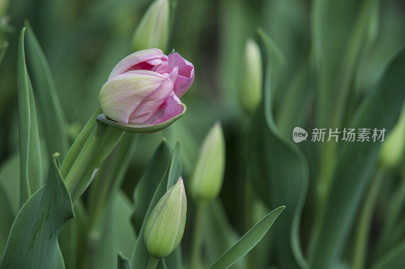 紫色有机郁金香苗圃的特写