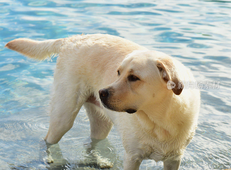 拉布拉多寻回犬