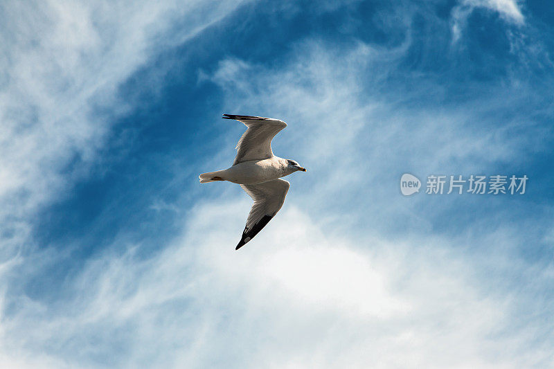 飞翔的海鸥