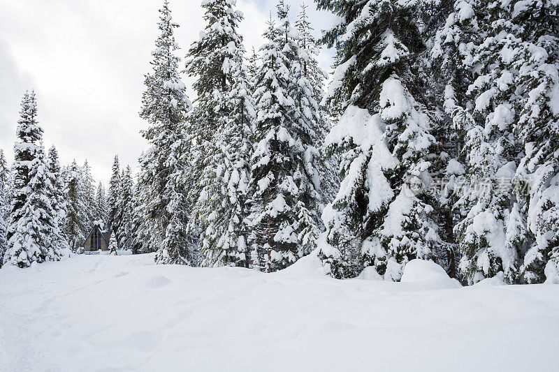冬天的雪覆盖的树木在树林里用小A框